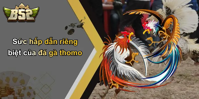 Sức hấp dẫn riêng biệt của đá gà thomo