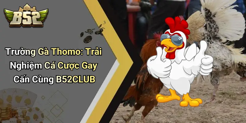 Trường Gà Thomo: Trải Nghiệm Cá Cược Gay Cấn Cùng B52CLUB